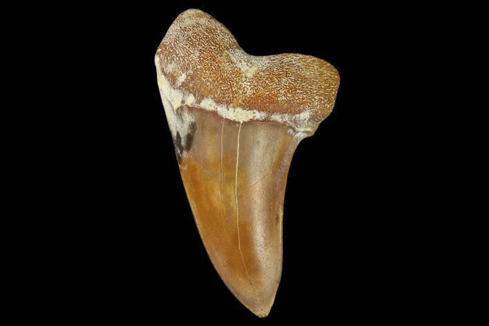 Colorful Mako/White Shark Tooth Fossil - Sharktooth Hill, CA #122679
